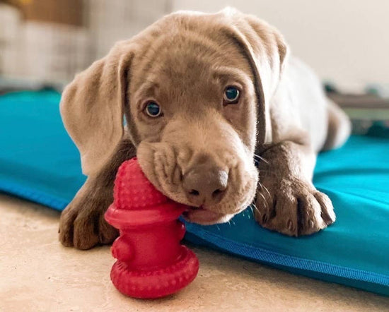 Load image into Gallery viewer, Spunky Pup - Double Wall Hydrant - Made in the USA Image
