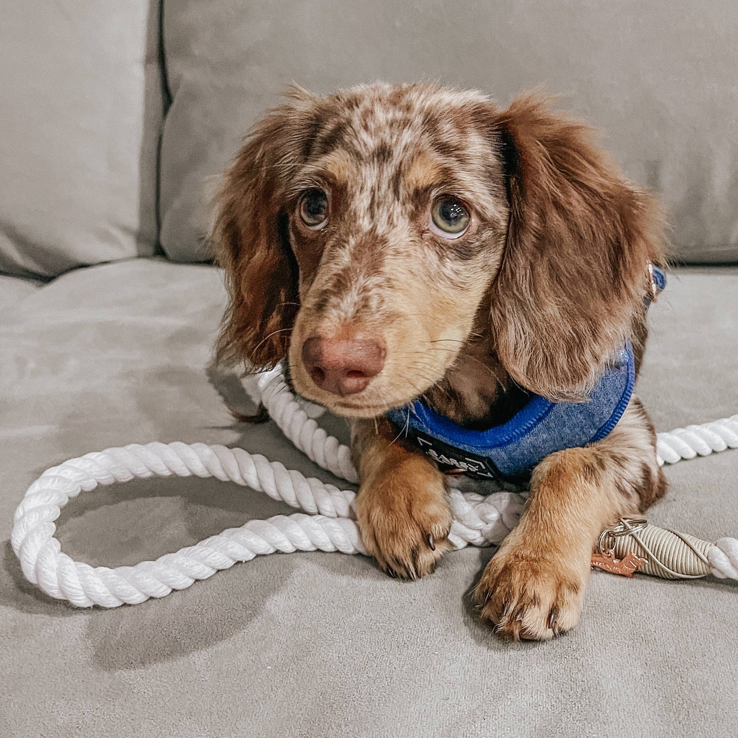 SASSY WOOF - Dog Rope Leash - Dove Image