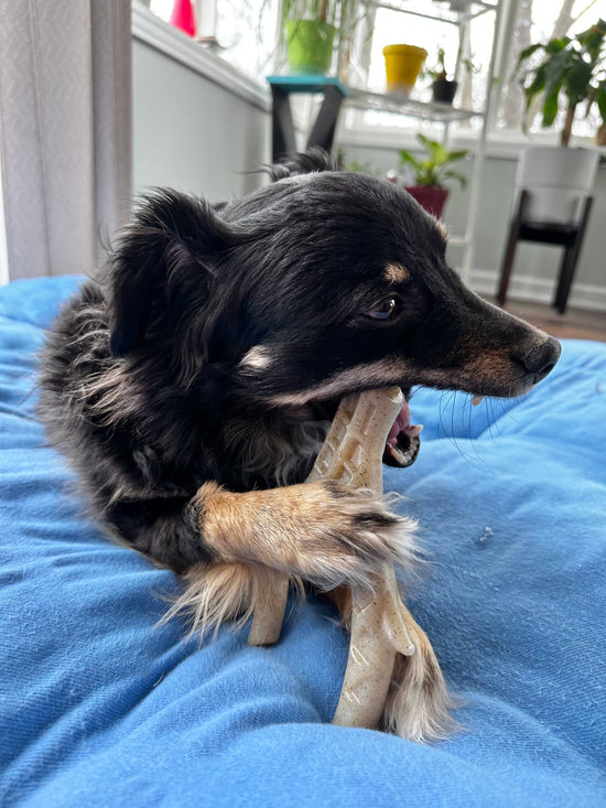 Load image into Gallery viewer, Spunky Pup - Hard Chew Nylon Antlers - Made in the USA Image
