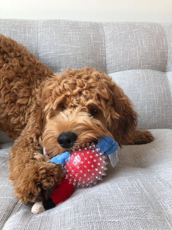 Load image into Gallery viewer, Spunky Pup - Parrot in Clear Spiky Ball Image
