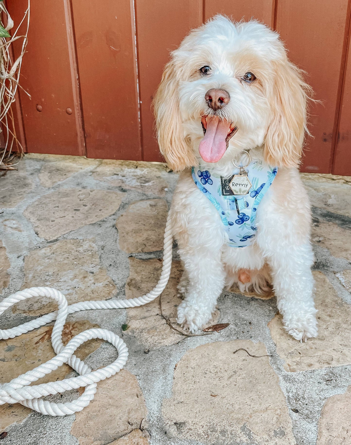SASSY WOOF - Dog Rope Leash - Dove Image