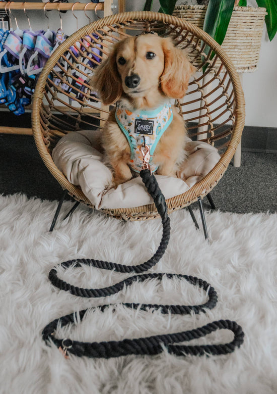 Load image into Gallery viewer, Sassy Woof Dog Rope Leash - Noir Image

