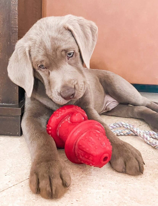 Load image into Gallery viewer, Spunky Pup - Double Wall Hydrant - Made in the USA Image
