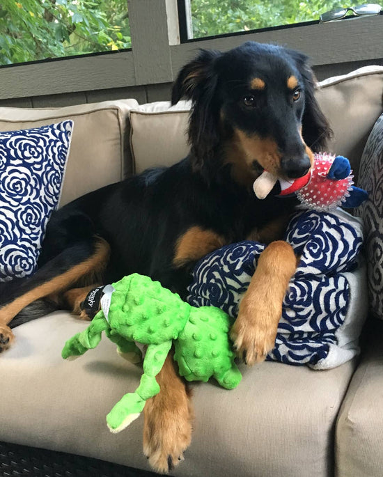 Load image into Gallery viewer, Spunky Pup - Parrot in Clear Spiky Ball Image
