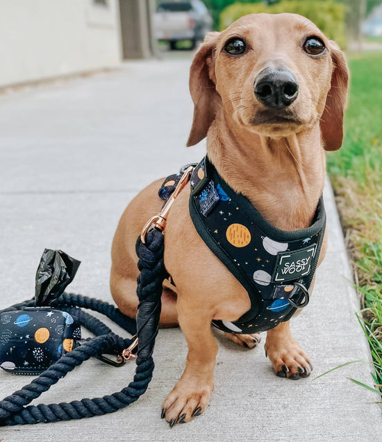 Load image into Gallery viewer, Sassy Woof Dog Rope Leash - Noir Image
