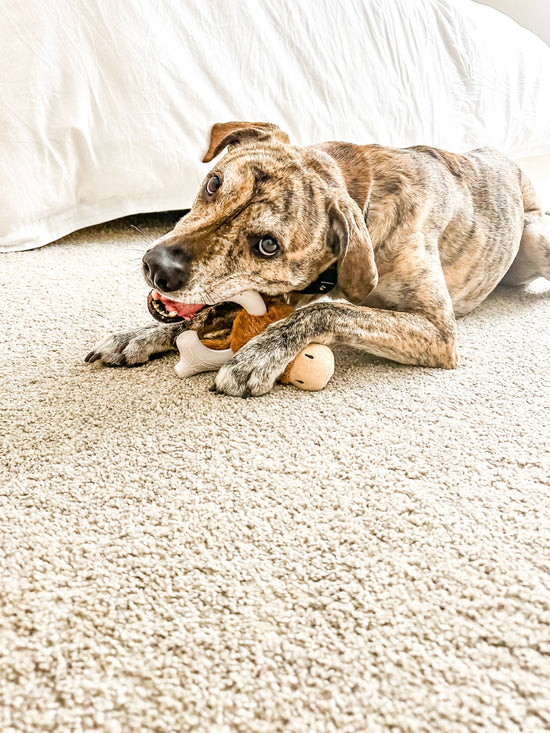 Load image into Gallery viewer, Spunky Pup - Knuckle Heads - Plush/Nylon Combo 2-in-1 Toy Image

